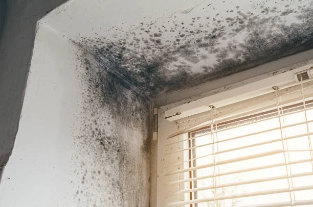 Affordable Crawl Space Mold Removal solutions in Clifton, NJ